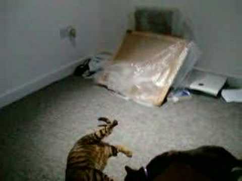 toyger ^