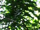 Spiderly housekeeping