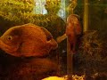 Oscars swallow whole goldfish