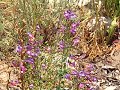 hummingbird on Penstemon spectablis hummingbird on Penstemon spectablis
