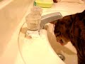 Cat Drinking from faucet