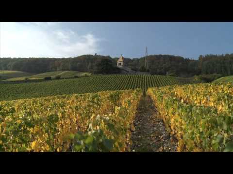 Communauté interprofessionnelle de vins de La Côte - Image Video zur Lancierung des neuen Web-Auftritt.