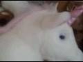 Webkinz, kookeys, club penguin and more! Virtual pets sites