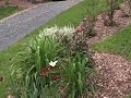 My Garden, Pittsford, NY, late May 2008