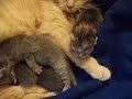 lucy cat proud of her newborn kittens