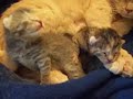 lucy cat proud of her newborn kittens