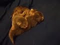 lucy cat proud of her newborn kittens