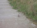 Magic: pigeon turns into airplane. Голубь превратился в самолет.