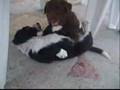 pupies