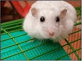 ratones tiernos kuday