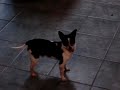 Rescued Chihuahua Rescued Chihuahua