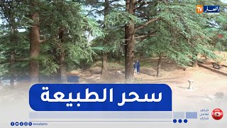 تيسمسيلت : إقبال متزايد على غابة مداد .. هدوء الطبيعة يجذب الزوار