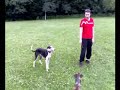 Galgo Sultan