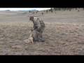 Bucking the Odds Videos III