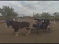 Partick's Black Buggy