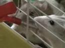 SINGING RODENTS