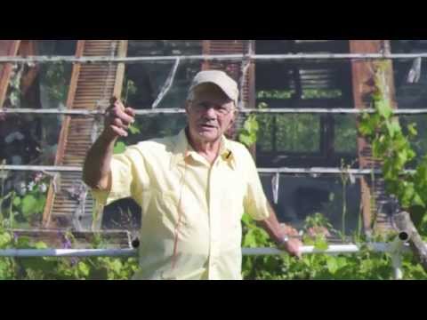 how to fertilize concord grapes
