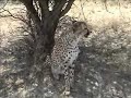 Playing with cheetah\