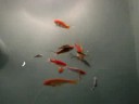 My Fish 3