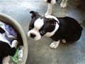 boston terrier puppies