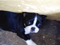 boston terrier puppies