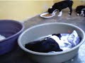 boston terrier puppies