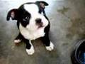 Boston Terrier video
