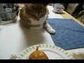 食べたいなぁ～！と粘る「猫の､のりお！」