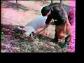 Truffle Hunting with A Pig in Provence