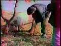 Truffle Hunting with A Pig in Provence