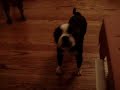 Bosten terrier vs cat
