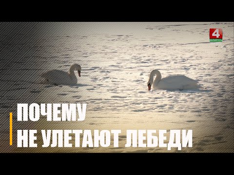 Неравнодушные гомельчане бьют тревогу из-за замёрзающих на Волотовских озёрах лебедей видео