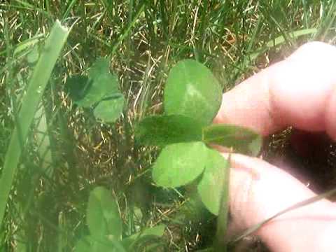 how to plant a four leaf clover