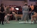 Crufts 2008 Golden Limit Dog