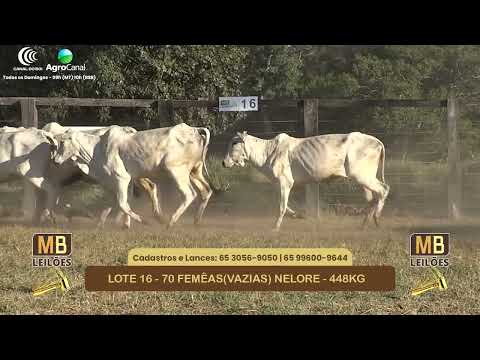 550� LEIL�O VIRTUAL MB LEIL�ES