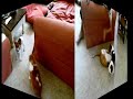 Corofin v Nelson dog cat fight