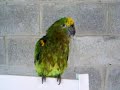 Kiwi and Tootles