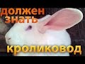 Видео - Разведение кроликов для начинающих - 50 советов кролиководу!