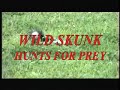 wild skunk hunts kills eats