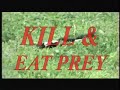 wild skunk hunts kills eats