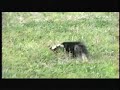 wild skunk hunts kills eats