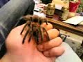 tarantula ja tarantula ja