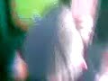 هذا الكائن لا يلعب الا بالضرب على قفاه