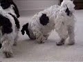 Funny vidoe Who let the dogs out