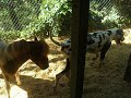 Hanging Out - Miniature Horse & Great Dane