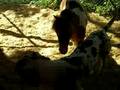 Hanging Out - Miniature Horse & Great Dane