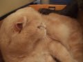 Cat annoys cat