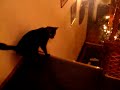 cat following a red laser dot 2