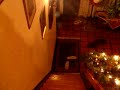 cat following a red laser dot 2