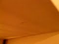 cat following a red laser dot 2